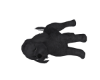 Black poodle pup