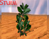Yerba Mate Plant