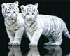 2 White Tiger Cubs