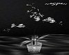 (SP)Black/White Orchid