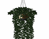 Long Ivy Hanging Plant