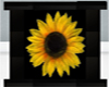 Chaoz Sunflowerpicture