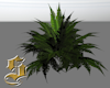 1606 Wood Fern