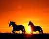 Horses w sunset