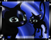 Cats blueblack