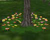 Yellow  Orange Flowers