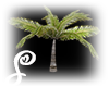 =S= Small Tropic Palm