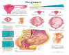 LUVI PREGNANCY CHART 4