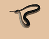 Pet Snake