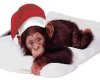 Monkey Christmas