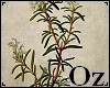 [Oz] - Picture Plant 3