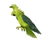 CK Twilight Parrot