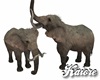 Elephants