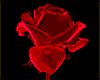 rose red animated