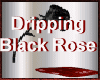 Wicked Dripping Blk Rose