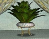 Exotica Palm Plant