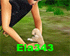 E+Little Puppy