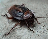 scarafaggi animati