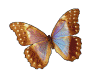 Shimmer butterfly