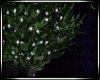 Midnight Club Plant