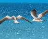 Mz.Seagulls Animated