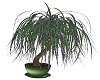 Decorative Palm Plant