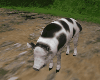 Resize able Pig