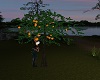 Farm Orange Tree Kiss