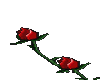 red rose stem