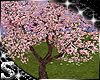 SC: Wedding Cherry Bloom