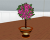 (IKY2) TOPIARY PINK/BRW