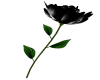 Black - Rose1