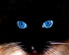 Setsu Cat eyes [SotM]