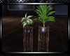 *Country Plant