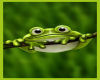*J* Froggy Blanket Trigg