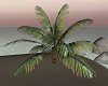 Palm Tree 6