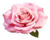 XK*Rose FX (rose, heart)