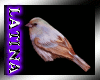 [ML]Bird I