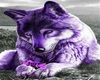 purple  puppy wolf pic
