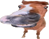 horsie