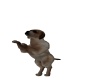 {LS} Standing pup