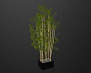 Bambu Plant