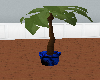 {LM}palm plant