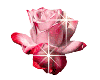 (G) Pink Rose