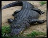 Animated Crocodile