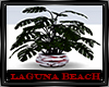 Laguna Beach Plant 1
