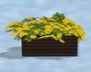 Dark brown planters box