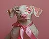 &eth;��&sup2; Perfect Dog Cut 9.0