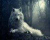 White Wolf Pic