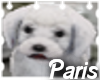 (LA) Maltese Puppy Pet 